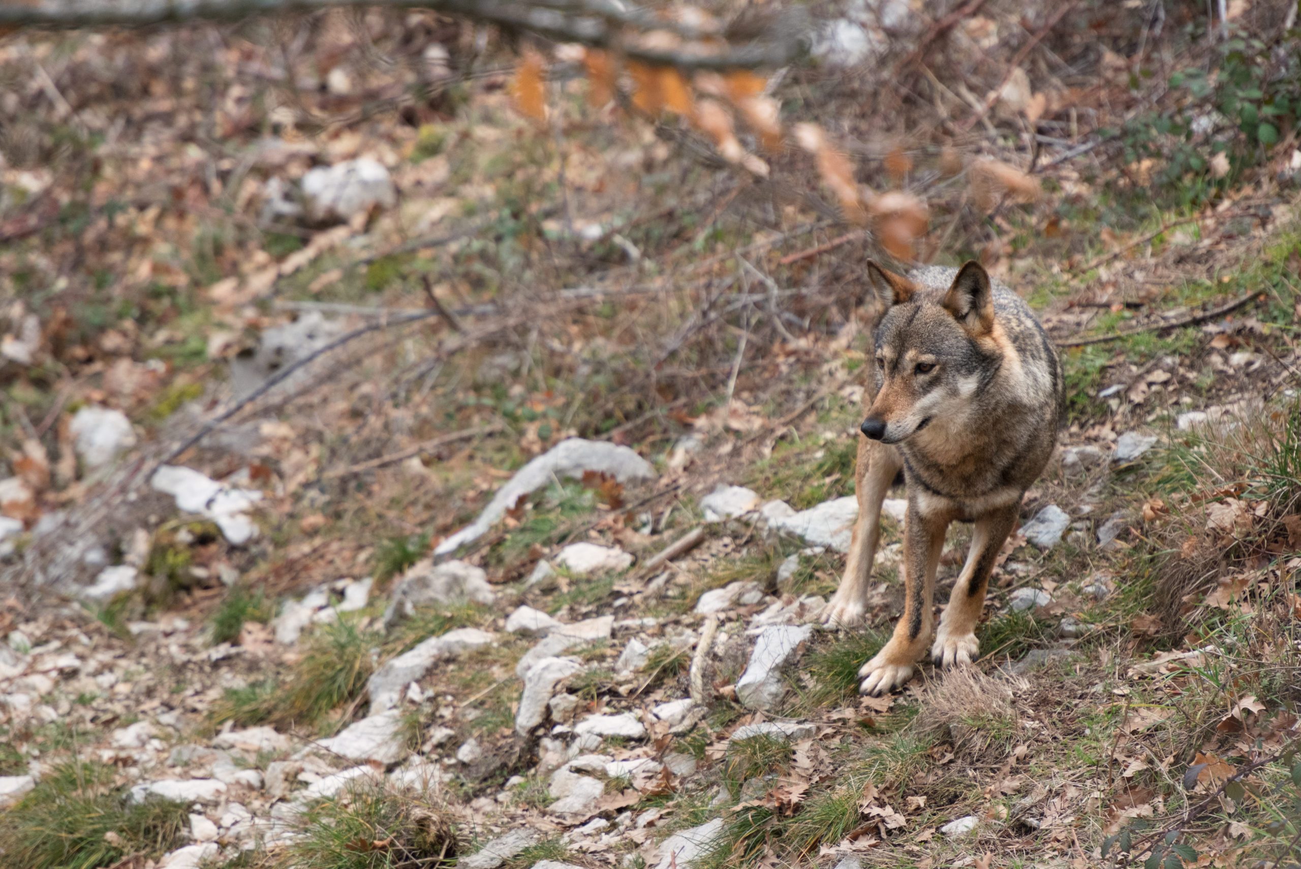 Esplorando la Biodiversità della Riserva MAB di Collemeluccio-Montedimezzo
